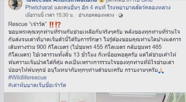 ช่วยเต่าโดนหินเจียรสลักที่กระดองกรีดลึกตัดเส้นประสาท (ชมคลิป)