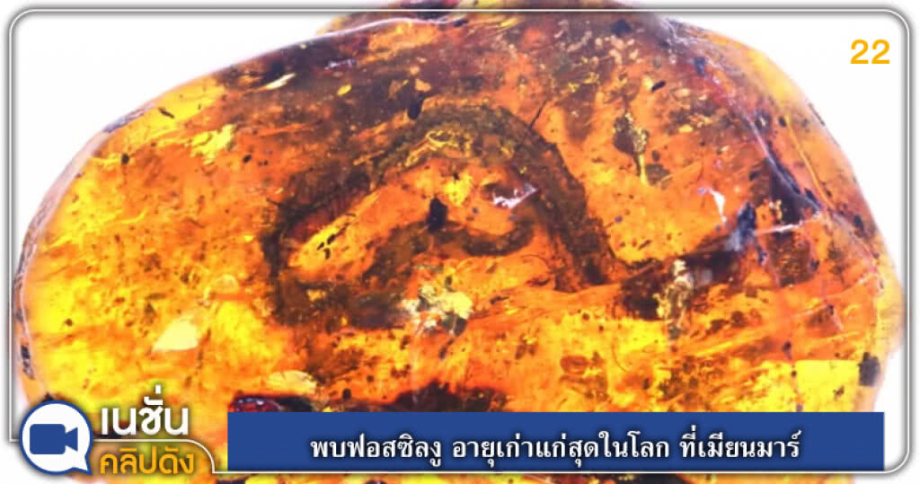 พบฟอสซิลงู อายุเก่าแก่สุดในโลก ที่เมียนมาร์ พบฟอสซิลงู อายุเก่าแก่สุดในโลก ที่เมียนมาร์