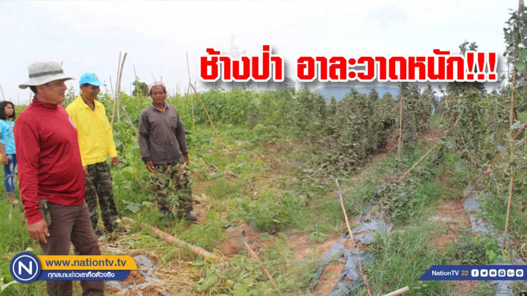 ช้างป่าจากอุทยานฯ"ทับลาน" โคราชอาละวาดหนัก ชาวไร่ชาวสวนเดือดร้อนถ้วนหน้า