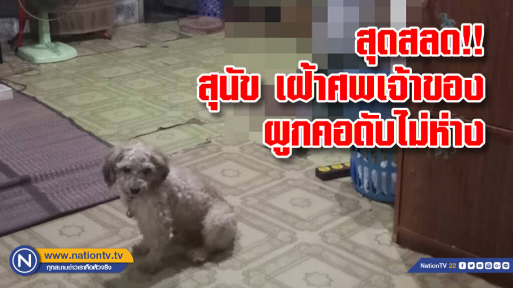 สุดสลด!! สุนัข เฝ้าศพเจ้าของผูกคอดับไม่ห่าง-ไม่ให้ใครเข้าใกล้ กลางเมืองโคราช