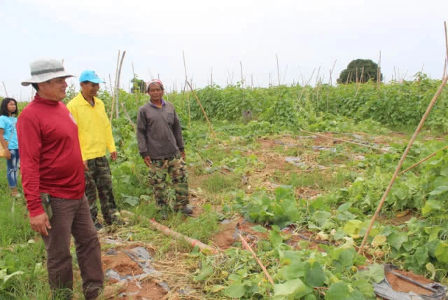 ช้างป่าจากอุทยานฯ"ทับลาน" โคราชอาละวาดหนัก ชาวไร่ชาวสวนเดือดร้อนถ้วนหน้า