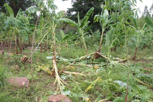 ช้างป่าจากอุทยานฯ"ทับลาน" โคราชอาละวาดหนัก ชาวไร่ชาวสวนเดือดร้อนถ้วนหน้า