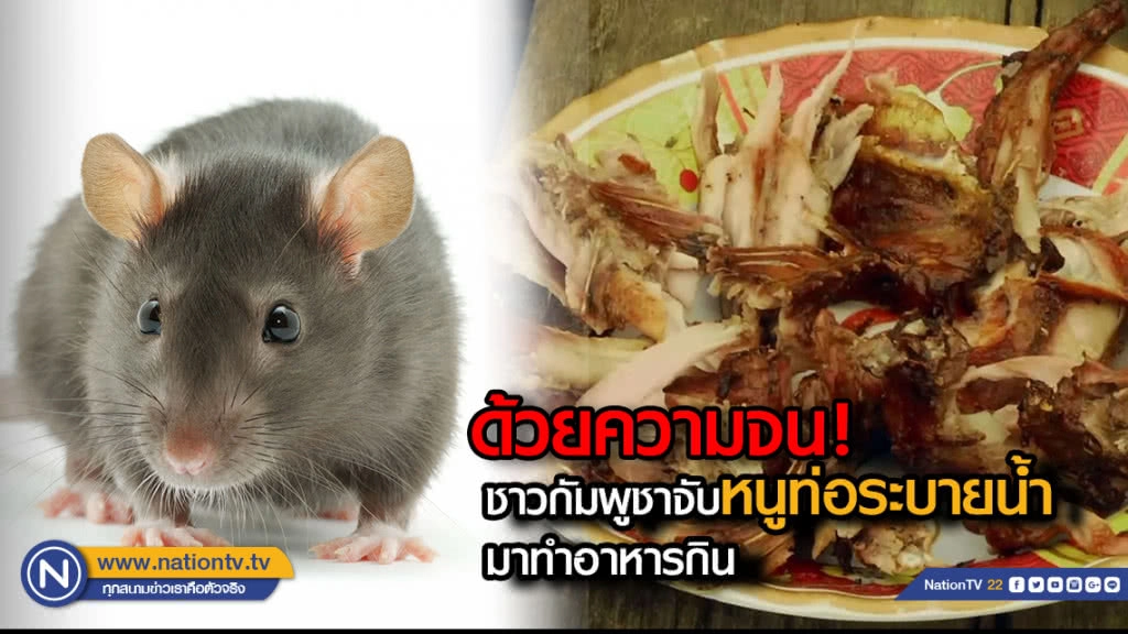ชาวกัมพูชาจับ "หนูท่อระบายน้ำ" มาทำอาหารกิน ชาวกัมพูชาจับ "หนูท่อระบายน้ำ" มาทำอาหารกิน