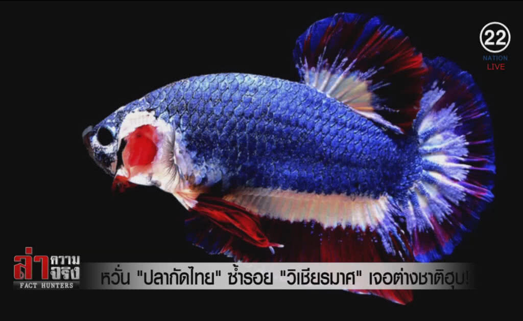 (คลิปข่าว) หวั่น "ปลากัดไทย" ซ้ำรอย "วิเชียรมาศ" เจอต่างชาติฮุบ!