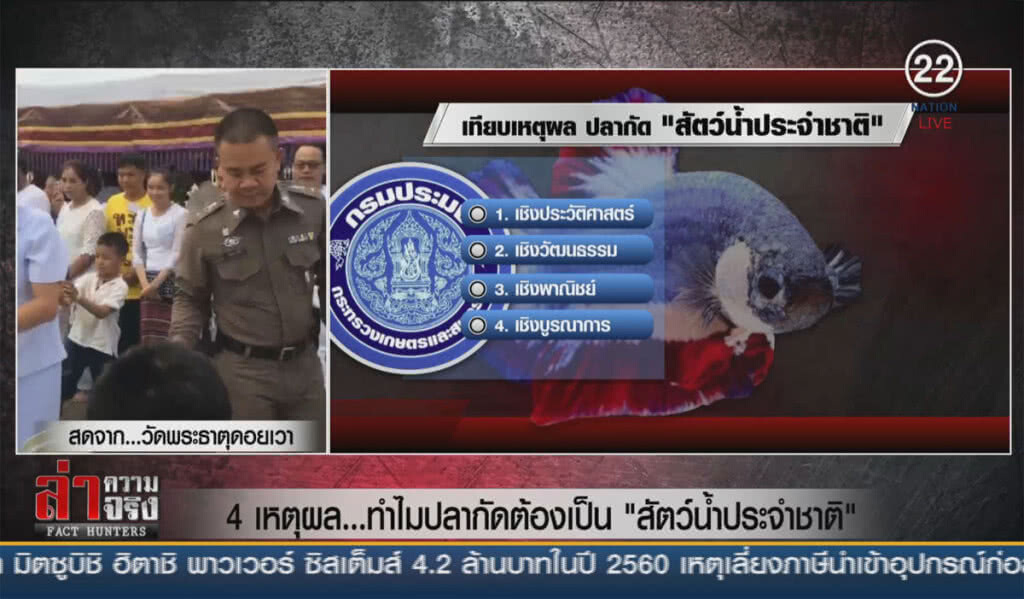 (คลิปข่าว) 4 เหตุผล ...ทำไมปลากัดต้องเป็น "สัตว์น้ำประจำชาติ"