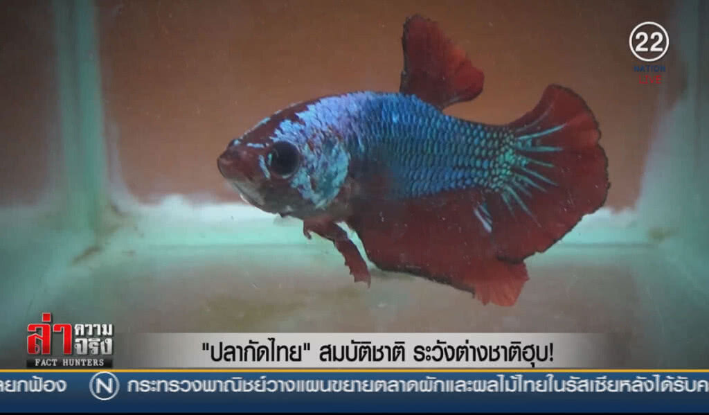 (คลิปข่าว) "ปลากัดไทย" สมบัติชาติ ระวังต่างชาติฮุบ!