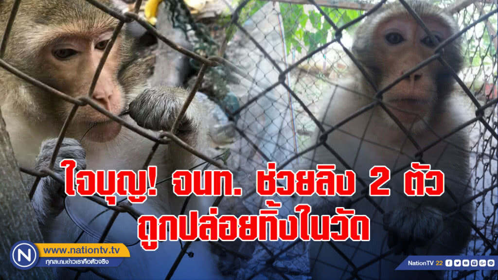 ใจบุญ! จนท. ช่วยลิง 2 ตัว ถูกปล่อยทิ้งในวัด