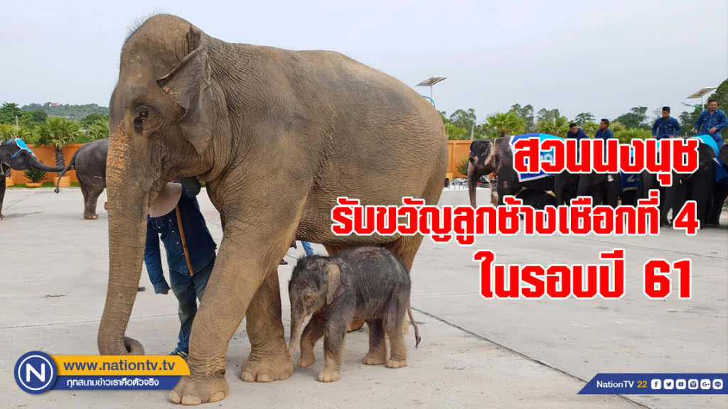 สวนนงนุชพัทยา รับขวัญลูกช้างเชือกที่ 4 ในรอบปี 61 สุดยิ่งใหญ่ตระการตา