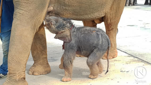 สวนนงนุชพัทยา รับขวัญลูกช้างเชือกที่ 4 ในรอบปี 61 สุดยิ่งใหญ่ตระการตา