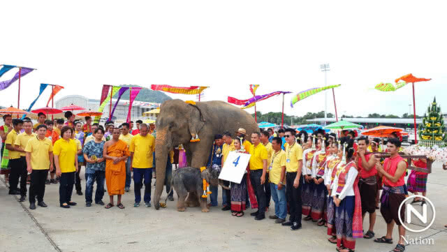 สวนนงนุชพัทยา รับขวัญลูกช้างเชือกที่ 4 ในรอบปี 61 สุดยิ่งใหญ่ตระการตา