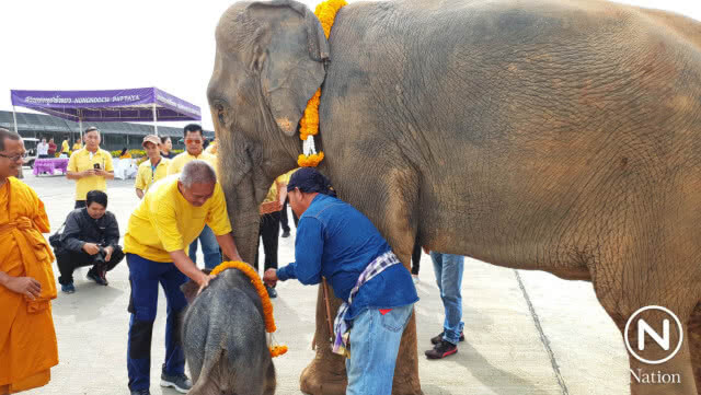 สวนนงนุชพัทยา รับขวัญลูกช้างเชือกที่ 4 ในรอบปี 61 สุดยิ่งใหญ่ตระการตา