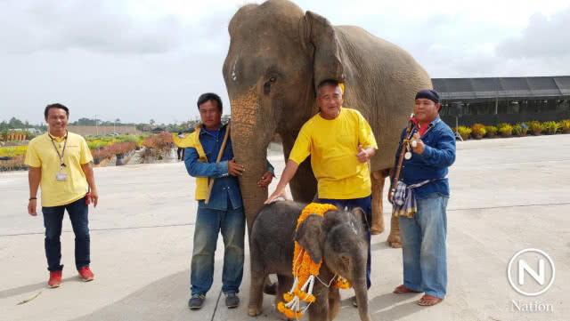 สวนนงนุชพัทยา รับขวัญลูกช้างเชือกที่ 4 ในรอบปี 61 สุดยิ่งใหญ่ตระการตา