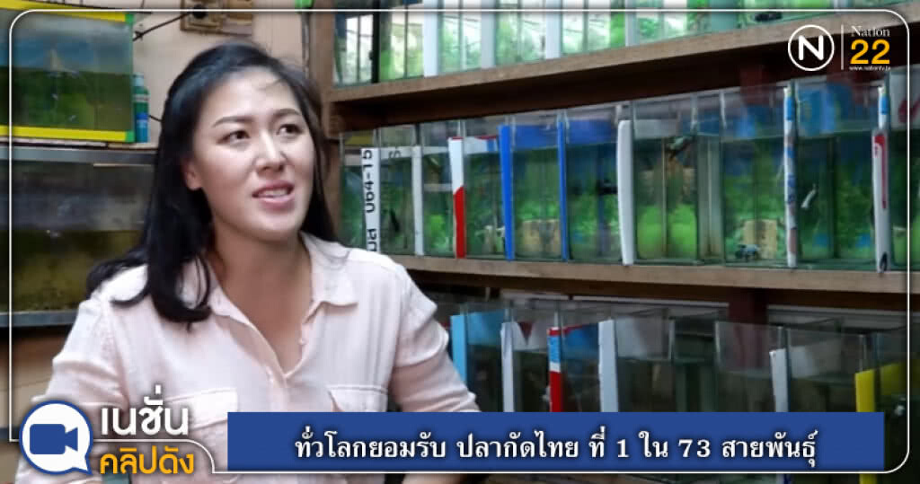 (คลิปข่าว) ทั่วโลกยอมรับ ปลากัดไทย ที่ 1 ใน 73 สายพันธุ์ (คลิปข่าว) ทั่วโลกยอมรับ ปลากัดไทย ที่ 1 ใน 73 สายพันธุ์