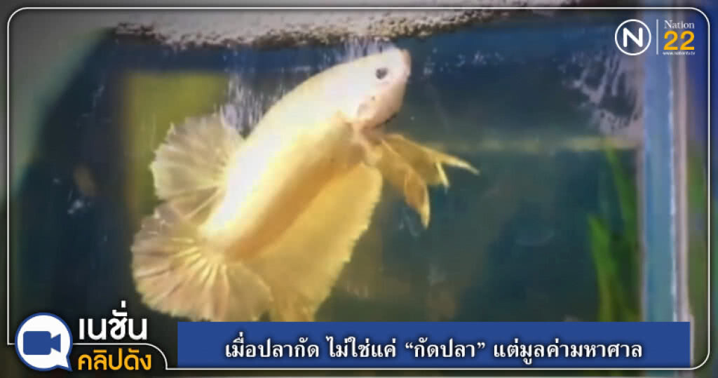 (คลิปข่าว) เมื่อปลากัด ไม่ใช่แค่ "กัดปลา" แต่มูลค่ามหาศาล
