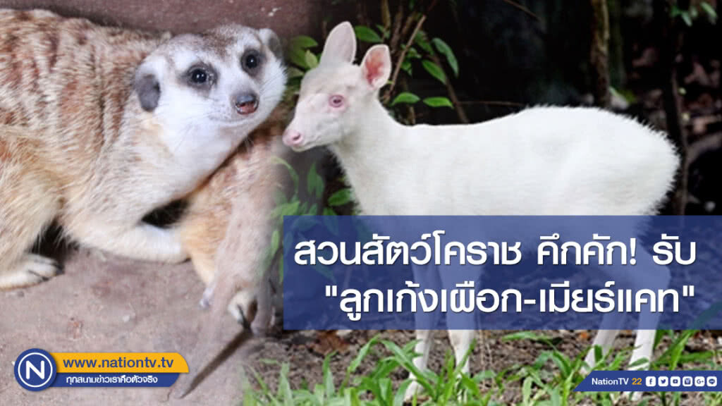 สวนสัตว์โคราช คึกคัก! รับ "ลูกเก้งเผือก-เมียร์แคท"