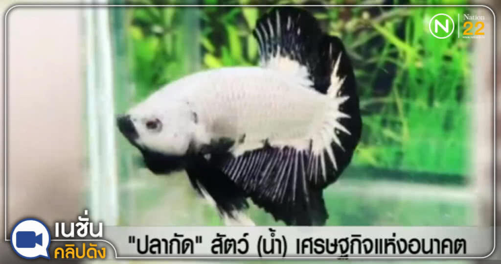 (คลิปข่าว) "ปลากัด" สัตว์ (น้ำ) เศรษฐกิจแห่งอนาคต (คลิปข่าว) "ปลากัด" สัตว์ (น้ำ) เศรษฐกิจแห่งอนาคต