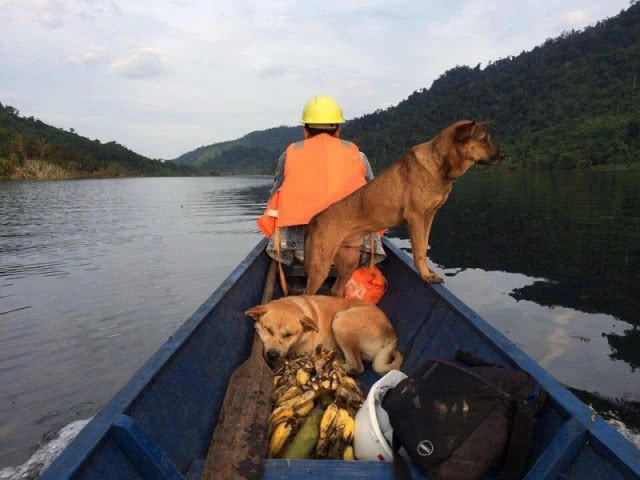 น้องหมา รอดตาย! กู้ภัยลาวช่วยสุนัขติดเกาะเขื่อนแตก!