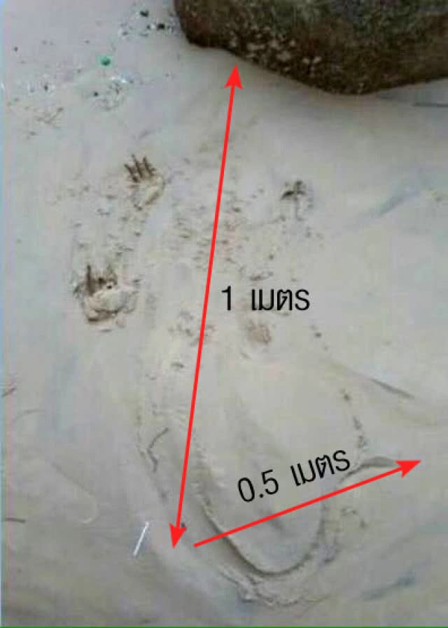 พบรอยคล้ายจระเข้หาดพันทรี ประมงตั้งรางวัลผู้ให้เบาะแส