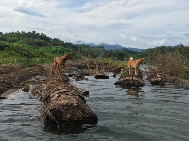 น้องหมา รอดตาย! กู้ภัยลาวช่วยสุนัขติดเกาะเขื่อนแตก!