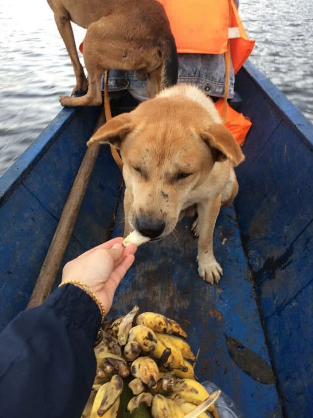 น้องหมา รอดตาย! กู้ภัยลาวช่วยสุนัขติดเกาะเขื่อนแตก!