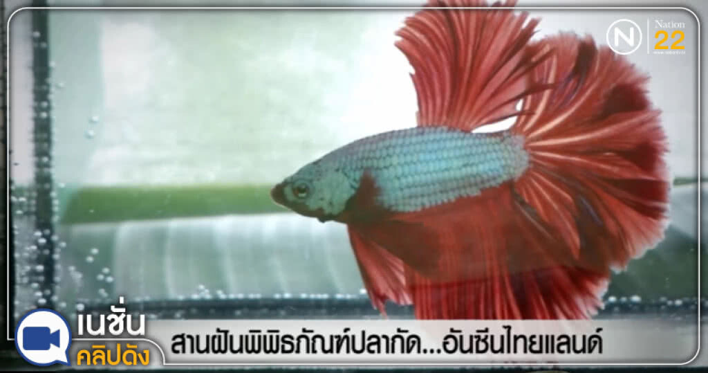 (คลิปข่าว) สานฝันพิพิธภัณฑ์ปลากัด...อันซีนไทยแลนด์ (คลิปข่าว) สานฝันพิพิธภัณฑ์ปลากัด...อันซีนไทยแลนด์