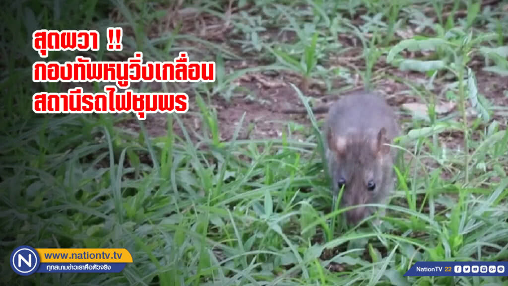 สุดผวา !! กองทัพหนูวิ่งเกลื่อนสถานีรถไฟชุมพร (มีคลิป) สุดผวา !! กองทัพหนูวิ่งเกลื่อนสถานีรถไฟชุมพร (มีคลิป)