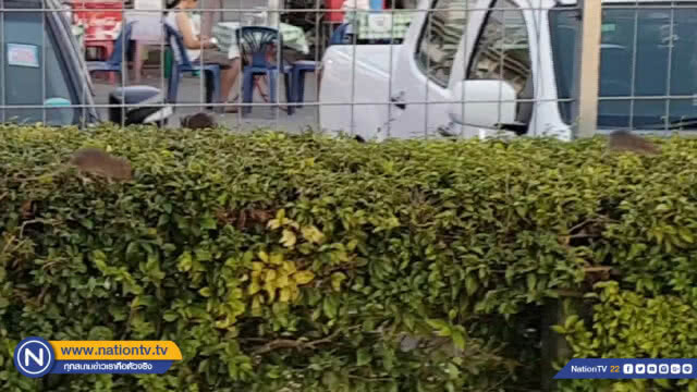 สุดผวา !! กองทัพหนูวิ่งเกลื่อนสถานีรถไฟชุมพร (มีคลิป)