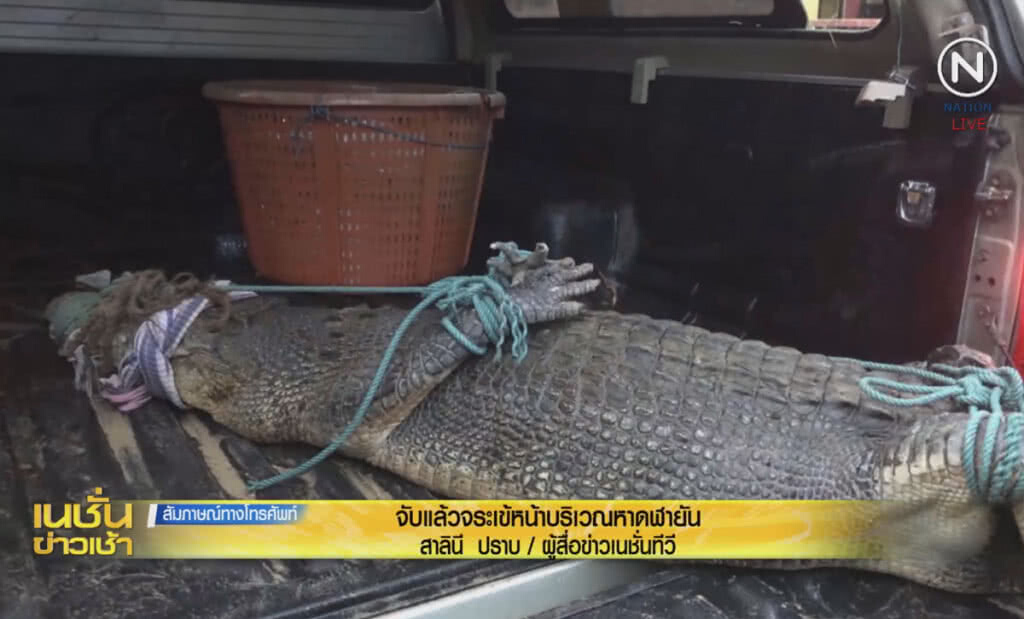 (คลิปข่าว) จับได้แล้วจระเข้ภูเก็ต หน้าชายหาดฬายัน (คลิปข่าว) จับได้แล้วจระเข้ภูเก็ต หน้าชายหาดฬายัน