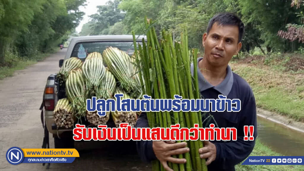 ปลูกโสนต้นพร้อมนาข้าว รับเงินเป็นแสนดีกว่าทำนา !!
