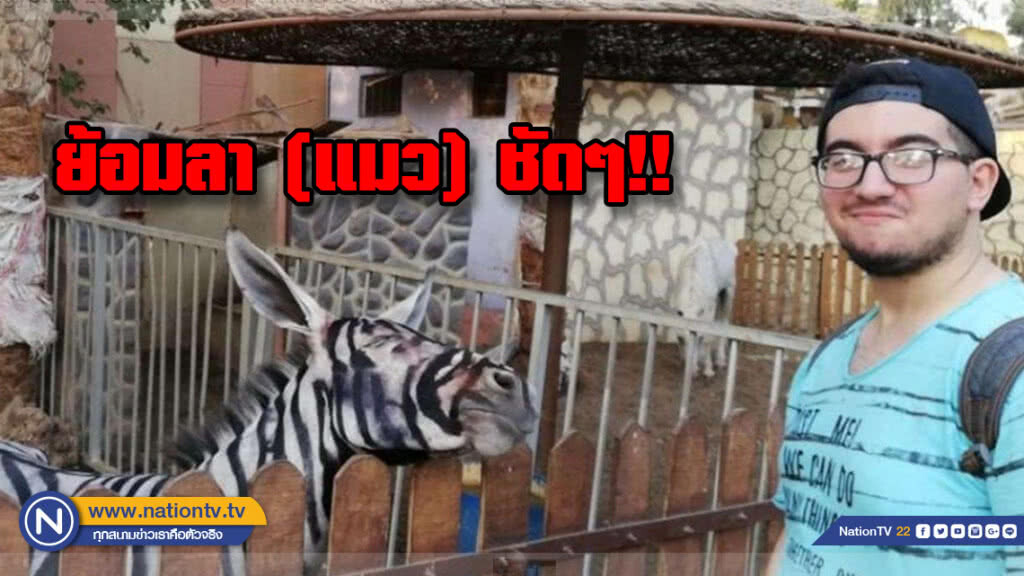 สวนสัตว์อียิปต์ถูกอัดยับ หลังโซเชียลสงสัย ทาสี "ลา" ให้ดูเป็น "ม้าลาย"