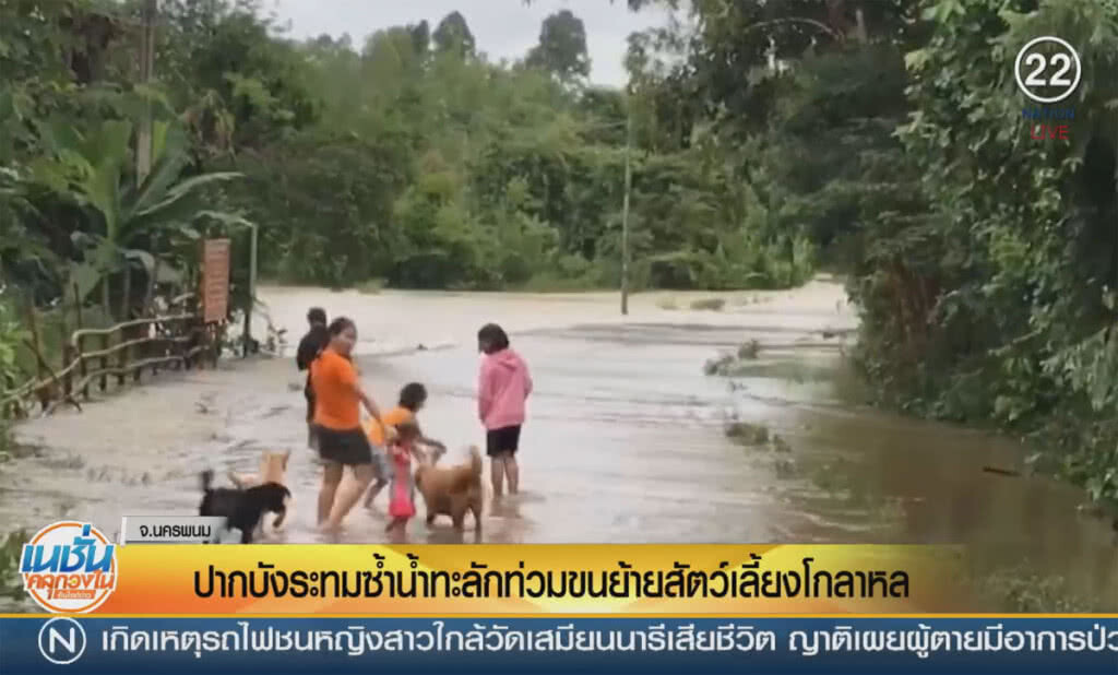 (คลิปข่าว) ปากบังระทมซ้ำน้ำทะลักท่วม ขนย้ายสัตว์เลี้ยงโกลาหล (คลิปข่าว) ปากบังระทมซ้ำน้ำทะลักท่วม ขนย้ายสัตว์เลี้ยงโกลาหล
