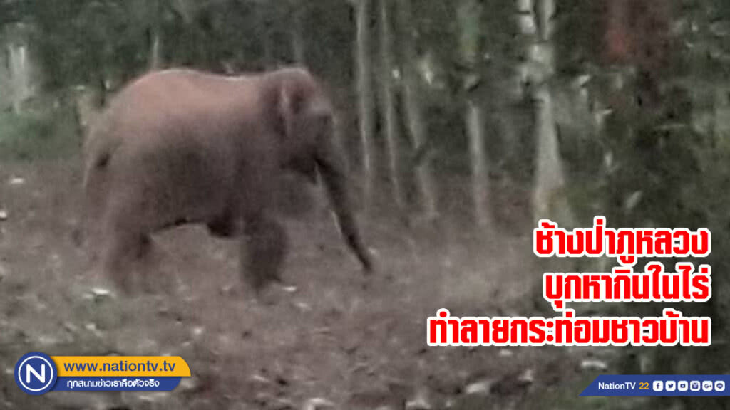 ช้างป่าภูหลวงบุกหากินในไร่ทำลายกระท่อมชาวบ้าน ช้างป่าภูหลวงบุกหากินในไร่ทำลายกระท่อมชาวบ้าน