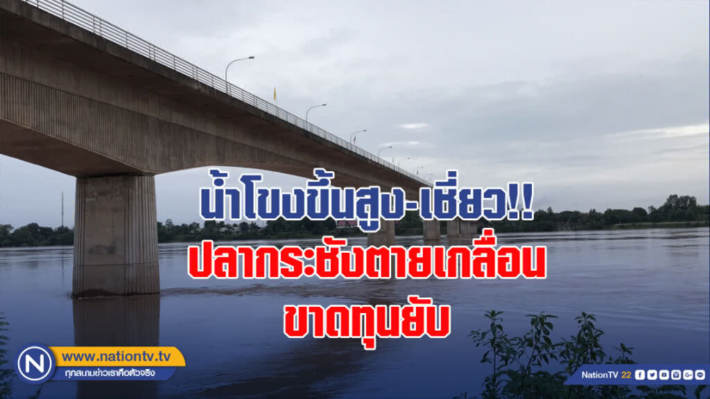 น้ำโขงขึ้นสูง-เชี่ยว!! ปลากระชังตายเกลื่อนขาดทุนยับ
