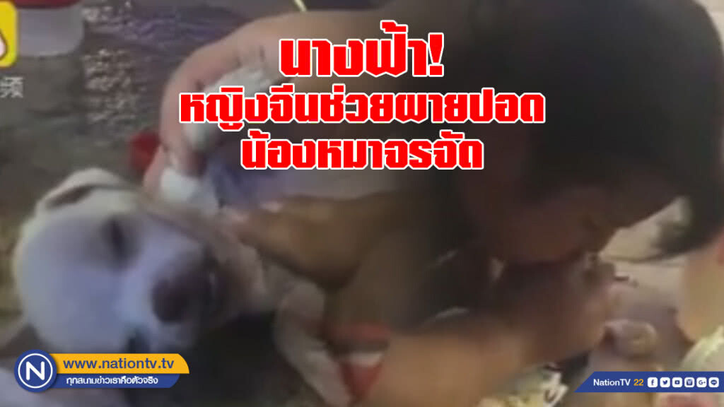 (คลิป) นาทีชีวิต! หญิงจีนปั๊มหัวใจ-ผายปอดน้องหมาจรจัด จนฟื้น (คลิป) นาทีชีวิต! หญิงจีนปั๊มหัวใจ-ผายปอดน้องหมาจรจัด จนฟื้น