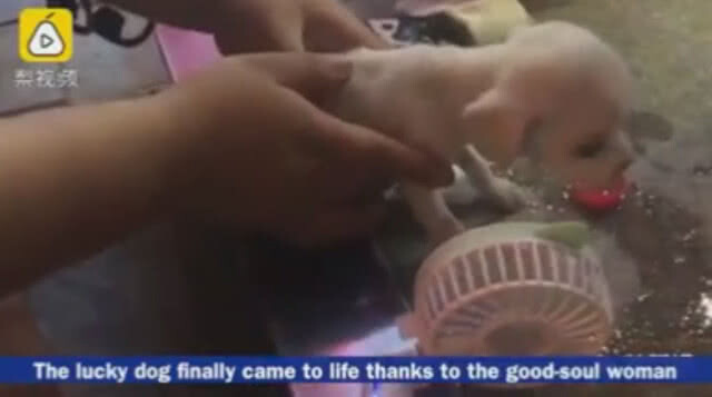 (คลิป) นาทีชีวิต! หญิงจีนปั๊มหัวใจ-ผายปอดน้องหมาจรจัด จนฟื้น