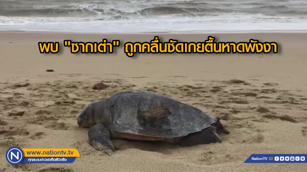 พบซากเต่าถูกคลื่นซัดเกยตื้นหาดพังงา