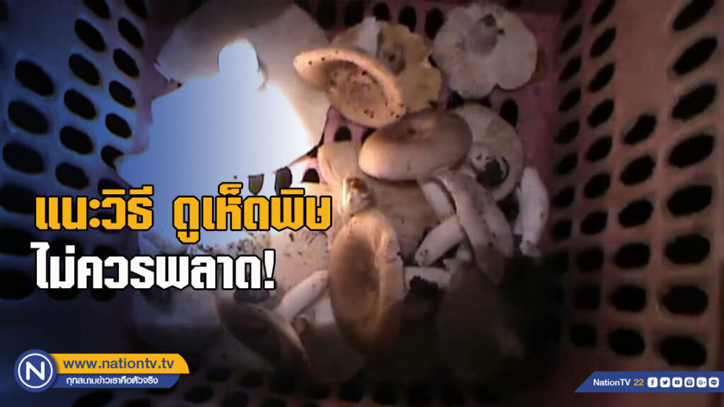 "ไต้เห็ดป่า" สร้างรายได้งามหน้าฝน แนะวิธีดูเห็ดพิษไม่ควรพลาด!
