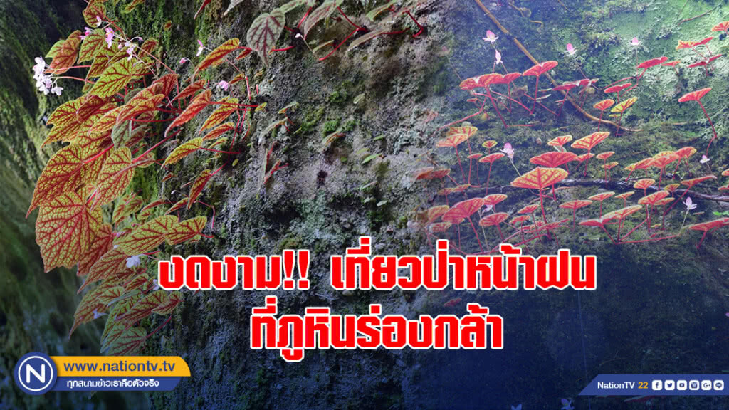 งดงาม!! เที่ยวป่าหน้าฝนชมความงามใบบิโกเนีย ที่ภูหินร่องกล้า