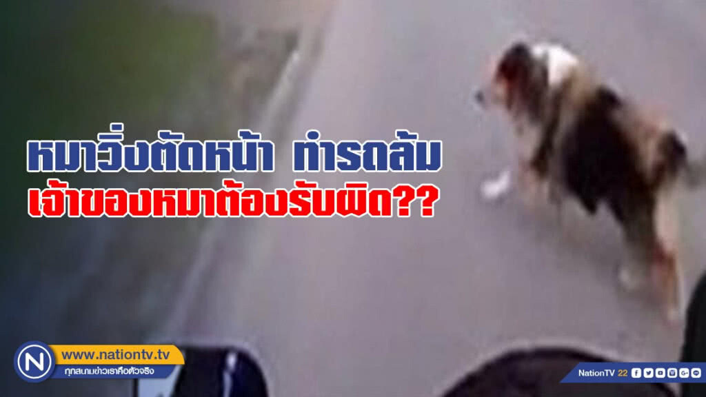 หมาวิ่งตัดหน้า ทำรถล้ม เจ้าของหมาต้องรับผิด?? หมาวิ่งตัดหน้า ทำรถล้ม เจ้าของหมาต้องรับผิด??