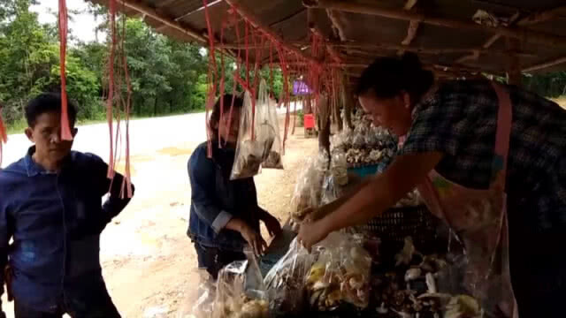 "ไต้เห็ดป่า" สร้างรายได้งามหน้าฝน แนะวิธีดูเห็ดพิษไม่ควรพลาด!