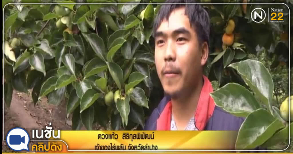 (คลิปข่าว) หนุ่มม้งผันชีวิต ปลูก "ลูกพลับ" สร้างรายได้งาม (คลิปข่าว) หนุ่มม้งผันชีวิต ปลูก "ลูกพลับ" สร้างรายได้งาม