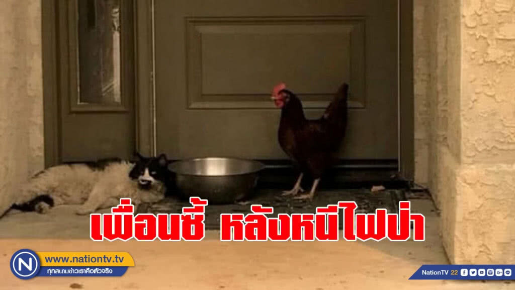 แมวและไก่เป็นเพื่อนเล่นกันได้ หลังหนีไฟป่าแคลิฟอร์เนียมาพักที่เดียวกัน