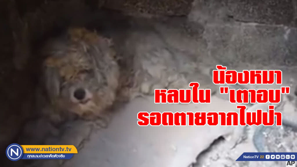 พบ "พุดเดิ้ล" รอดชีวิตจากไฟป่าในกรีซ เพราะหนีไปหลบใน "เตาอบ"