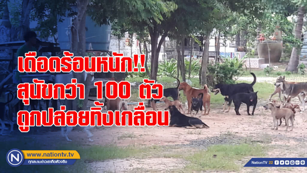 เดือดร้อนหนัก!! สุนัขกว่า 100 ตัว ถูกปล่อยทิ้งเกลื่อน