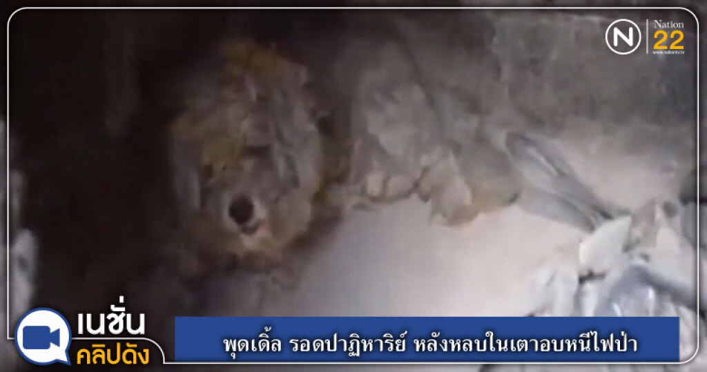 (คลิปข่าว) พุดเดิ้ล รอดปาฏิหาริย์ หลังหลบในเตาอบหนีไฟป่า (คลิปข่าว) พุดเดิ้ล รอดปาฏิหาริย์ หลังหลบในเตาอบหนีไฟป่า