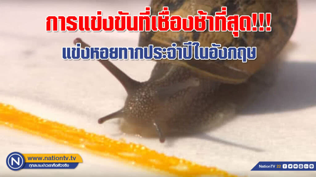 การแข่งขันที่เชื่องช้าที่สุด!!! แข่งหอยทากประจำปีในอังกฤษ การแข่งขันที่เชื่องช้าที่สุด!!! แข่งหอยทากประจำปีในอังกฤษ