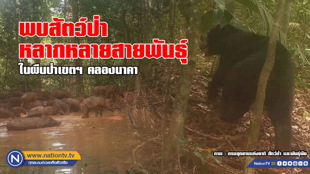 ภาพสุดประทับใจผืนป่าไทย! พบสัตว์ป่าหลากหลายสายพันธุ์ ในผืนป่าเขตฯ คลองนาคา ภาพสุดประทับใจผืนป่าไทย! พบสัตว์ป่าหลากหลายสายพันธุ์ ในผืนป่าเขตฯ คลองนาคา