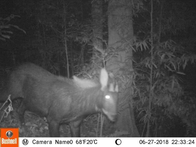 ภาพสุดประทับใจผืนป่าไทย! พบสัตว์ป่าหลากหลายสายพันธุ์ ในผืนป่าเขตฯ คลองนาคา