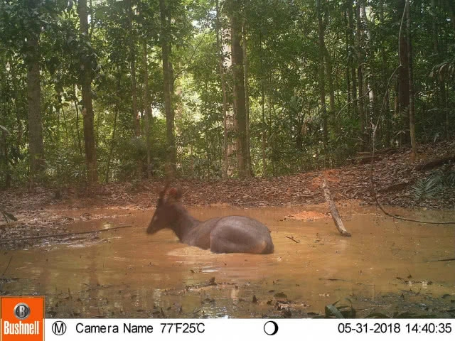 ภาพสุดประทับใจผืนป่าไทย! พบสัตว์ป่าหลากหลายสายพันธุ์ ในผืนป่าเขตฯ คลองนาคา