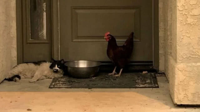 แมวและไก่เป็นเพื่อนเล่นกันได้ หลังหนีไฟป่าแคลิฟอร์เนียมาพักที่เดียวกัน